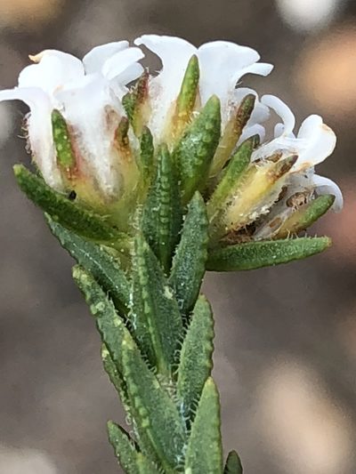Euchaetis scabricosta, photographed by Dave U