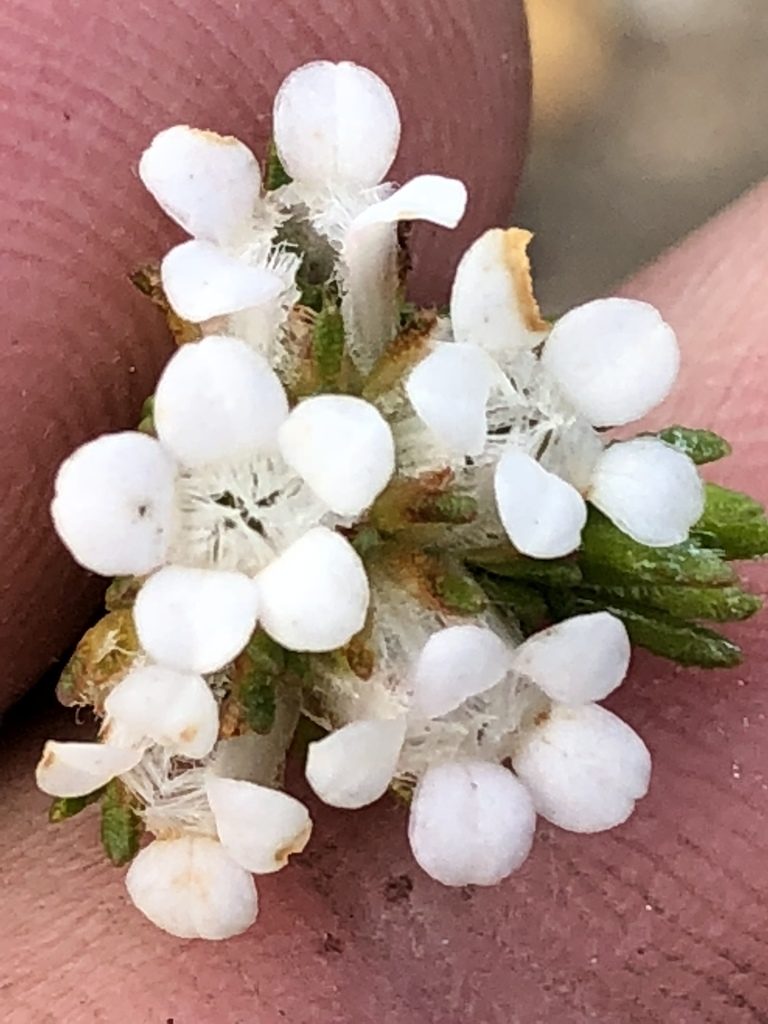 Euchaetis scabricosta, photographed by Dave U