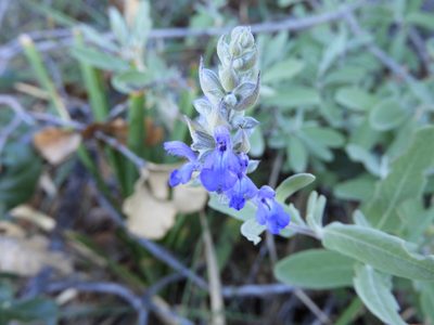 Salvia coulteri, photographed by Leticia Jiménez Hernández