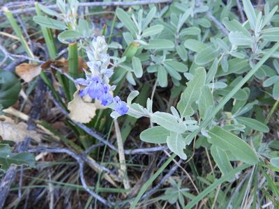 Salvia coulteri, photographed by Leticia Jiménez Hernández