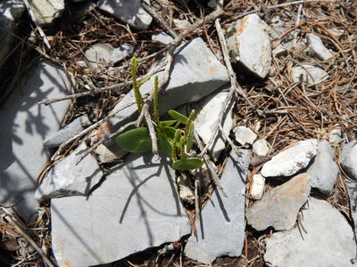 Peperomia bracteata, photographed by Leticia Jiménez Hernández
