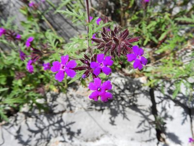Verbena elegans, photographed by Leticia Jiménez Hernández
