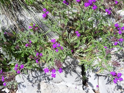 Verbena elegans, photographed by Leticia Jiménez Hernández