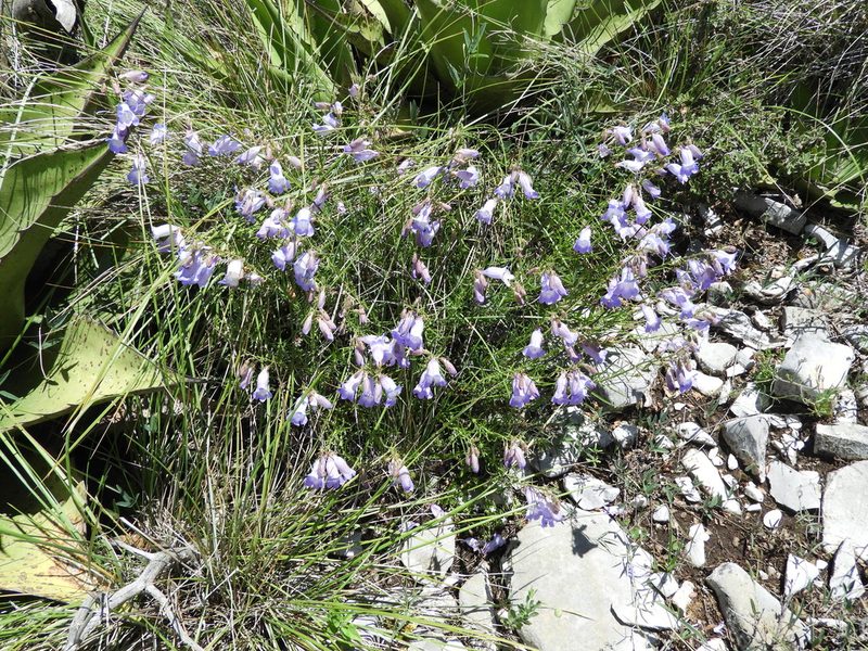 Penstemon stenophyllus, photographed by Leticia Jiménez Hernández