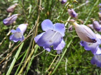 Penstemon stenophyllus, photographed by Leticia Jiménez Hernández