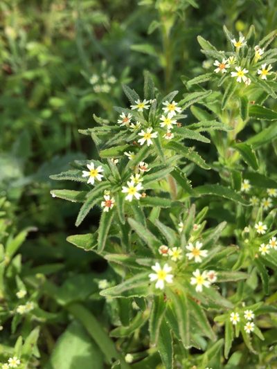 Zaluzianskya parviflora, photographed by Caroline Voget