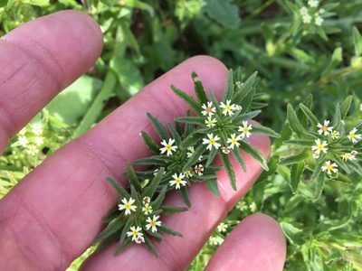 Zaluzianskya parviflora, photographed by Caroline Voget