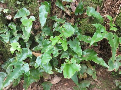 Asplenium hemionitis, photographed by Simon Rolph