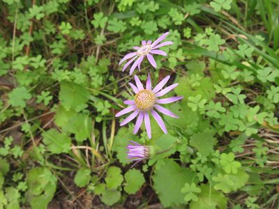 Pericallis tussilaginis, photographed by Simon Rolph