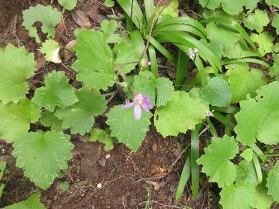 Pericallis tussilaginis, photographed by Simon Rolph