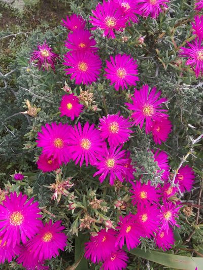 Lampranthus vernalis, photographed by Tanja Milotić