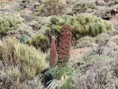 Echium wildpretii, photographed by Simon Rolph