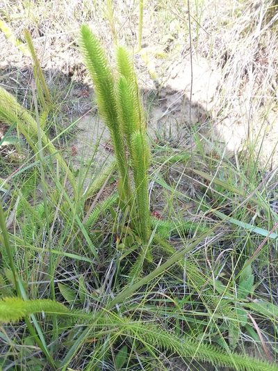 Lycopodiella prostrata, photographed by Will McFarland