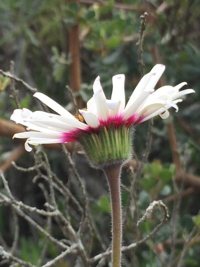 Felicia elongata, photographed by Caroline Voget