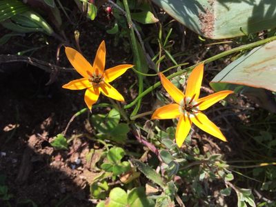 Pauridia linearis, photographed by Caroline Voget