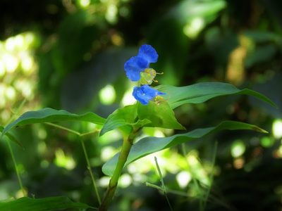 Commelina obliqua, photographed by Annika Lindqvist