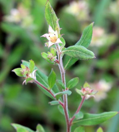 Ludwigia pilosa, photographed by Lauren McLaurin