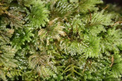 Hypopterygium tamarisci, photographed by harizoly