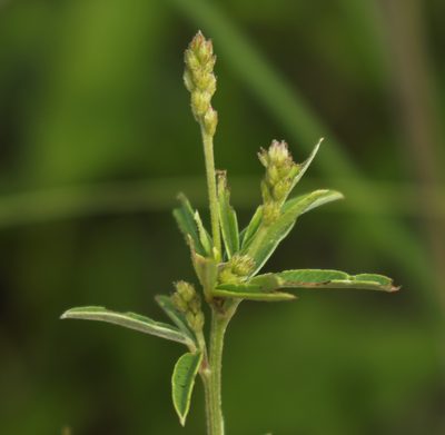 Lespedeza leptostachya, photographed by aarongunnar