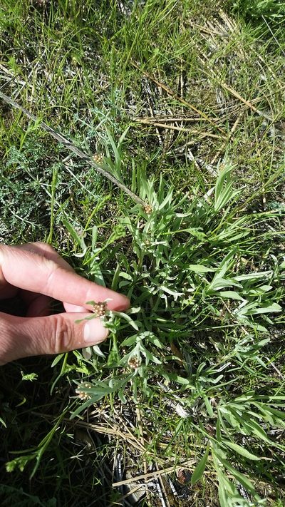 Antennaria luzuloides, photographed by Lauren Pfund
