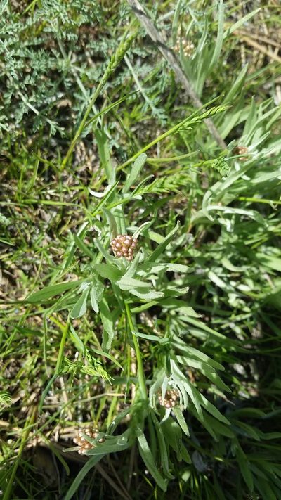 Antennaria luzuloides, photographed by Lauren Pfund