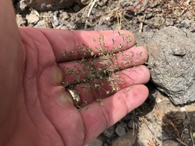 Euphorbia gracillima, photographed by CK2AZ