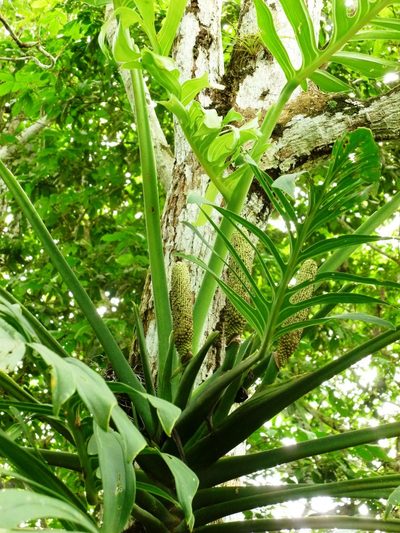 Monstera pinnatipartita, photographed by Daniel A. Monsalve Ortiz