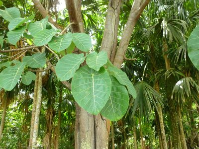 Ficus ypsilophlebia, photographed by Daniel A. Monsalve Ortiz