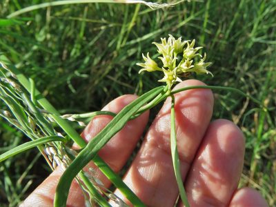 Funastrum angustifolium, photographed by Annika Lindqvist