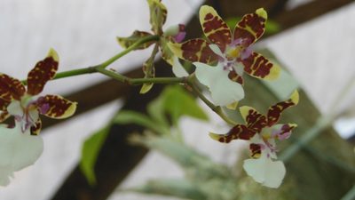 Oncidium leucochilum, photographed by Neptalí Ramírez Marcial