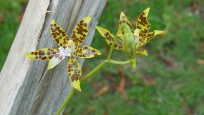 Oncidium maculatum, photographed by Neptalí Ramírez Marcial