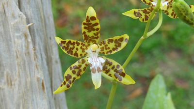 Oncidium maculatum, photographed by Neptalí Ramírez Marcial