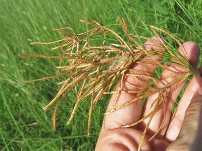 Cyperus articulatus, photographed by Annika Lindqvist