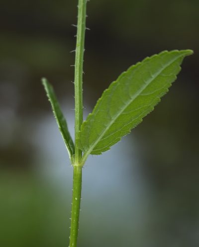 Stachys hispida, photographed by aarongunnar
