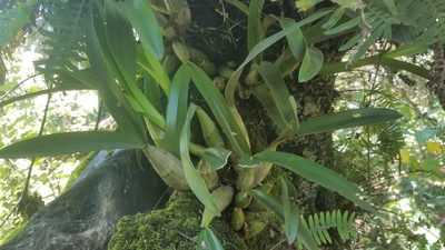 Laelia autumnalis, photographed by Alan Rockefeller