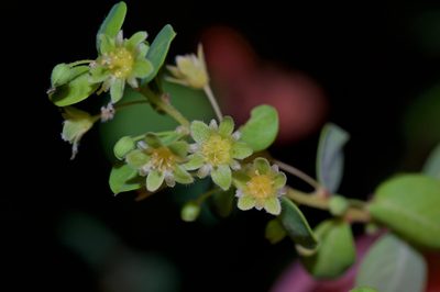 Phyllanthopsis phyllanthoides, photographed by Michelle W. （鍾偉瑋）