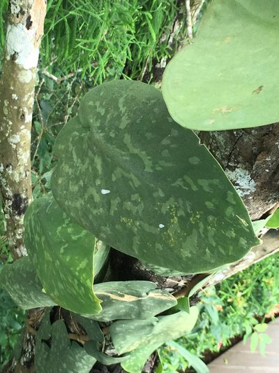 Scindapsus pictus, photographed by Al Kordesch