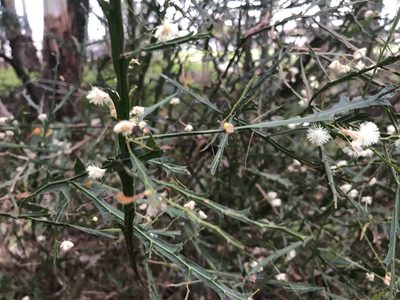 Acacia alata, photographed by Ann Bentley