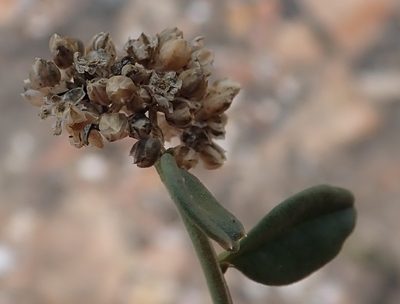 Limeum telephioides, photographed by Nicola van Berkel