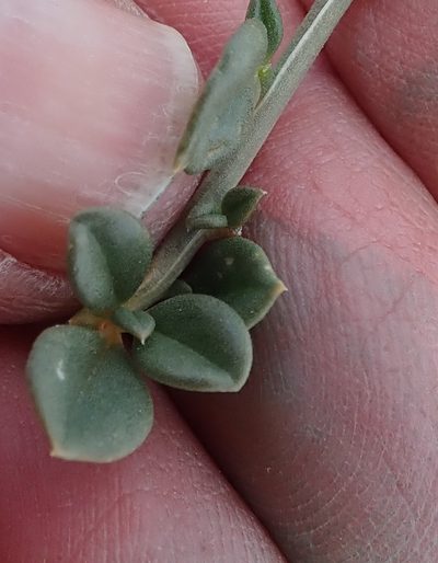 Limeum telephioides, photographed by Nicola van Berkel