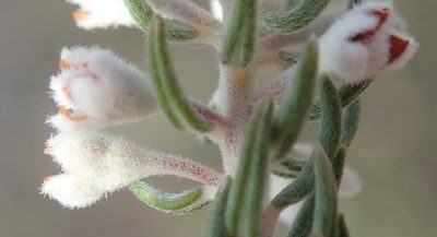 Phylica axillaris, photographed by Nicola van Berkel