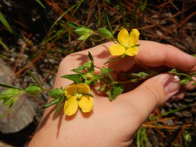 Ludwigia hirtella, photographed by Ryan Watson