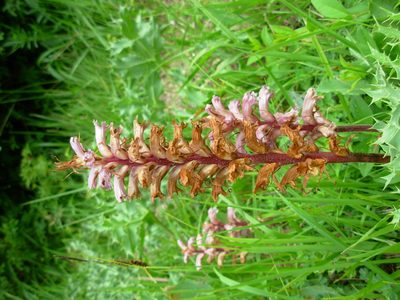 Orobanche amethystea, photographed by Crap Fou