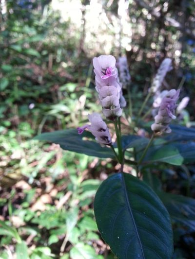 Justicia rhodoptera, photographed by Steven Bachman