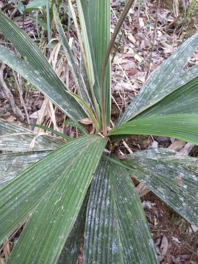 Dypsis louvelii, photographed by Steven Bachman