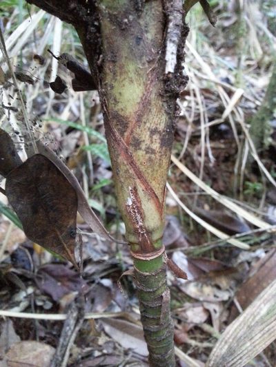 Dypsis louvelii, photographed by Steven Bachman