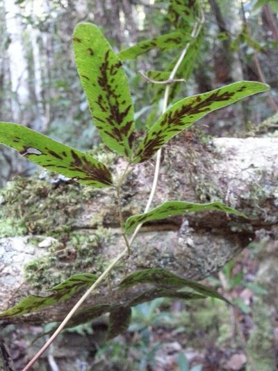 Lygodium lanceolatum, photographed by Steven Bachman