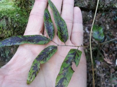 Lygodium lanceolatum, photographed by Steven Bachman