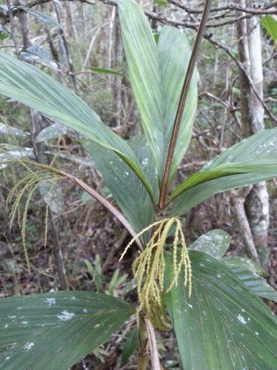 Dypsis hildebrandtii, photographed by Steven Bachman