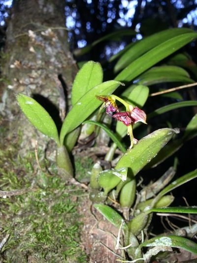 Bulbophyllum francoisii, photographed by Steven Bachman